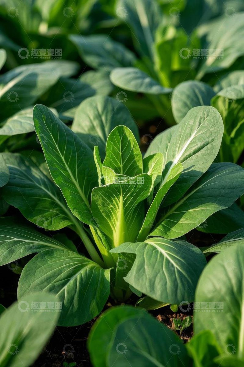高清大图下载【趣麦麦图】生长中的绿色蔬菜特写