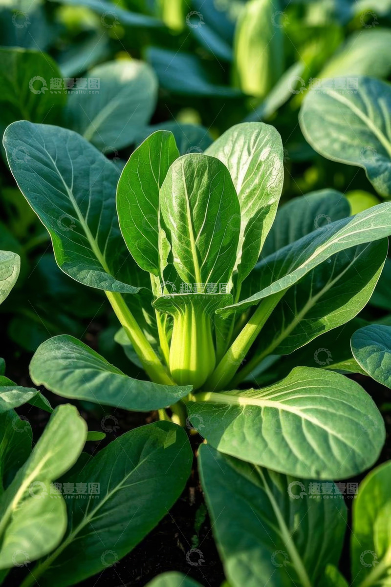 高清大图下载【趣麦麦图】绿色蔬菜特写