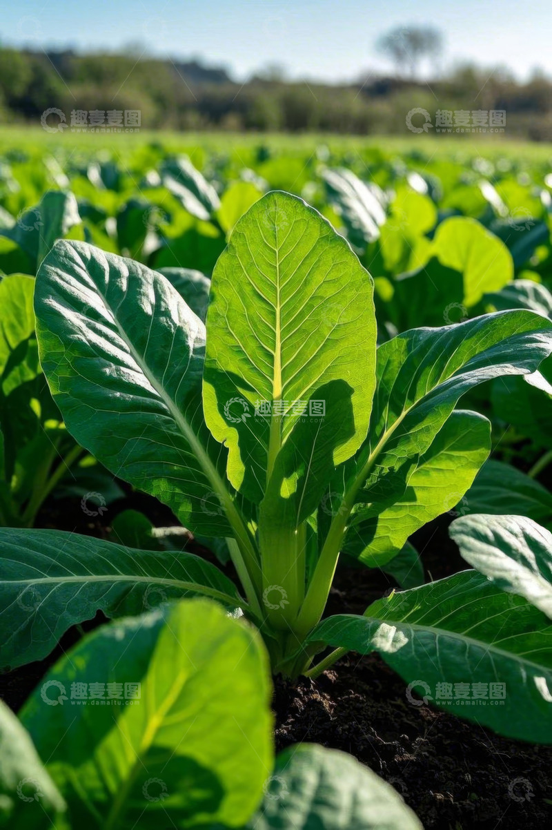 高清大图下载【趣麦麦图】农田里生长的绿色蔬菜