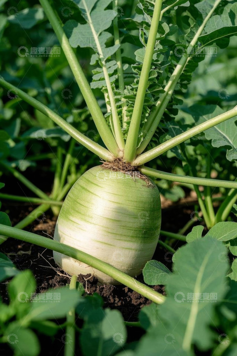 高清大图下载【趣麦麦图】田间生长的新鲜白萝卜