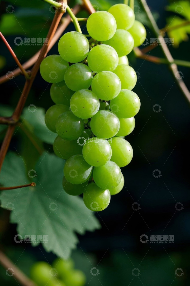 高清大图下载【趣麦麦图】枝头绿色葡萄特写