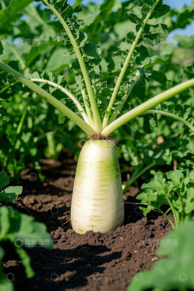 高清大图下载【趣麦麦图】田地里生长的新鲜白萝卜