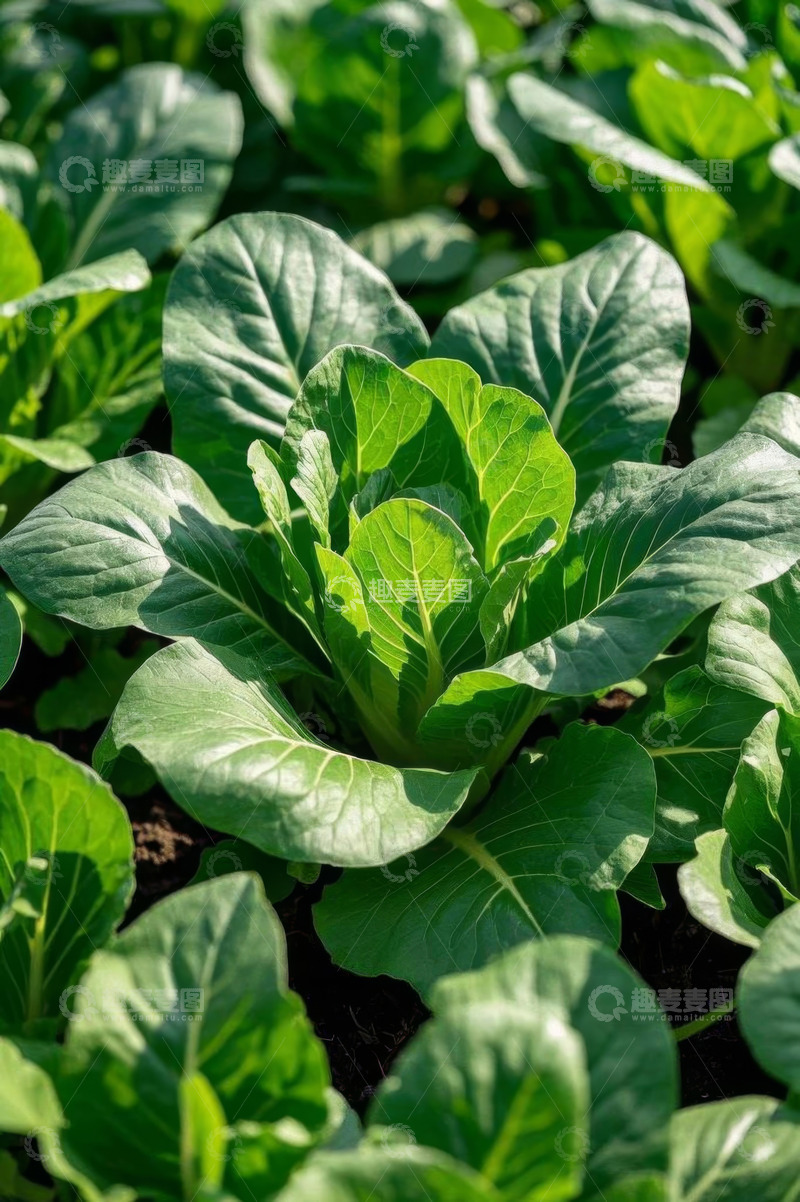 高清大图下载【趣麦麦图】农田里生长的绿色蔬菜