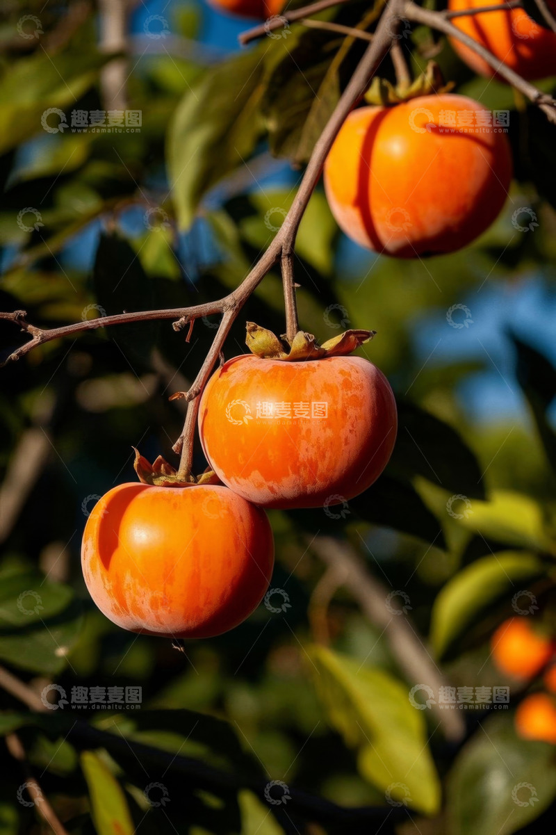 高清大图下载【趣麦麦图】枝头成熟的柿子特写