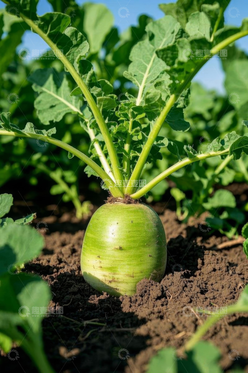 高清大图下载【趣麦麦图】田间生长的新鲜青萝卜