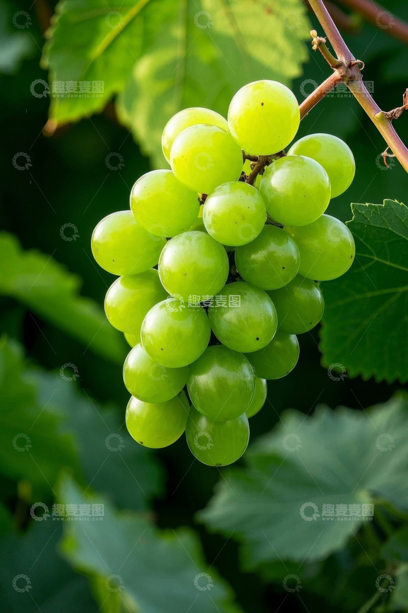 高清大图下载【趣麦麦图】枝头绿色葡萄特写