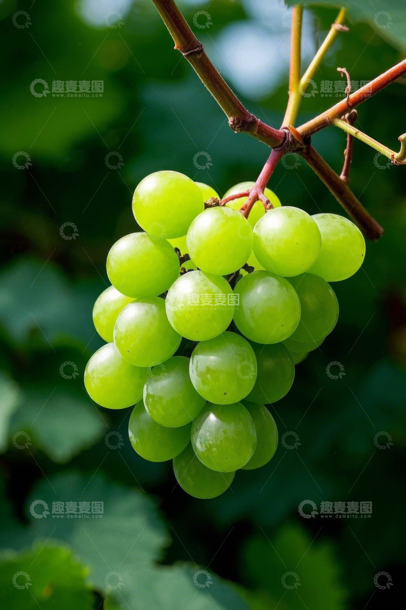 高清大图下载【趣麦麦图】枝头悬挂的绿色葡萄