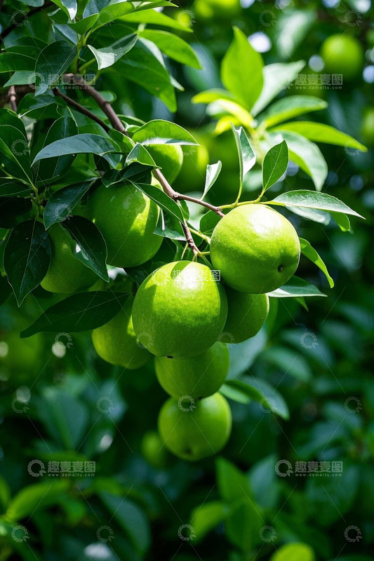 枝头悬挂的青绿色果实