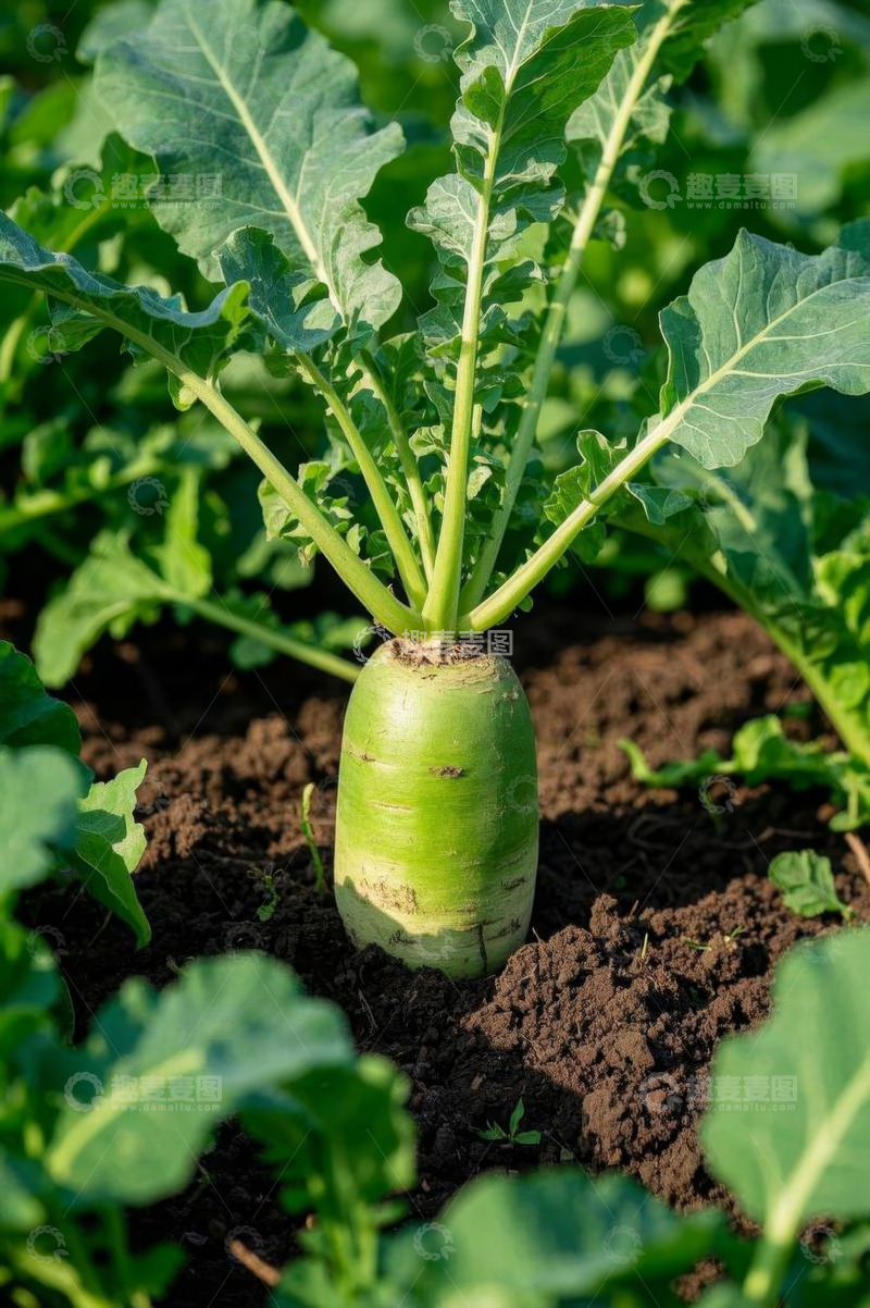 高清大图下载【趣麦麦图】田间生长的新鲜绿萝卜
