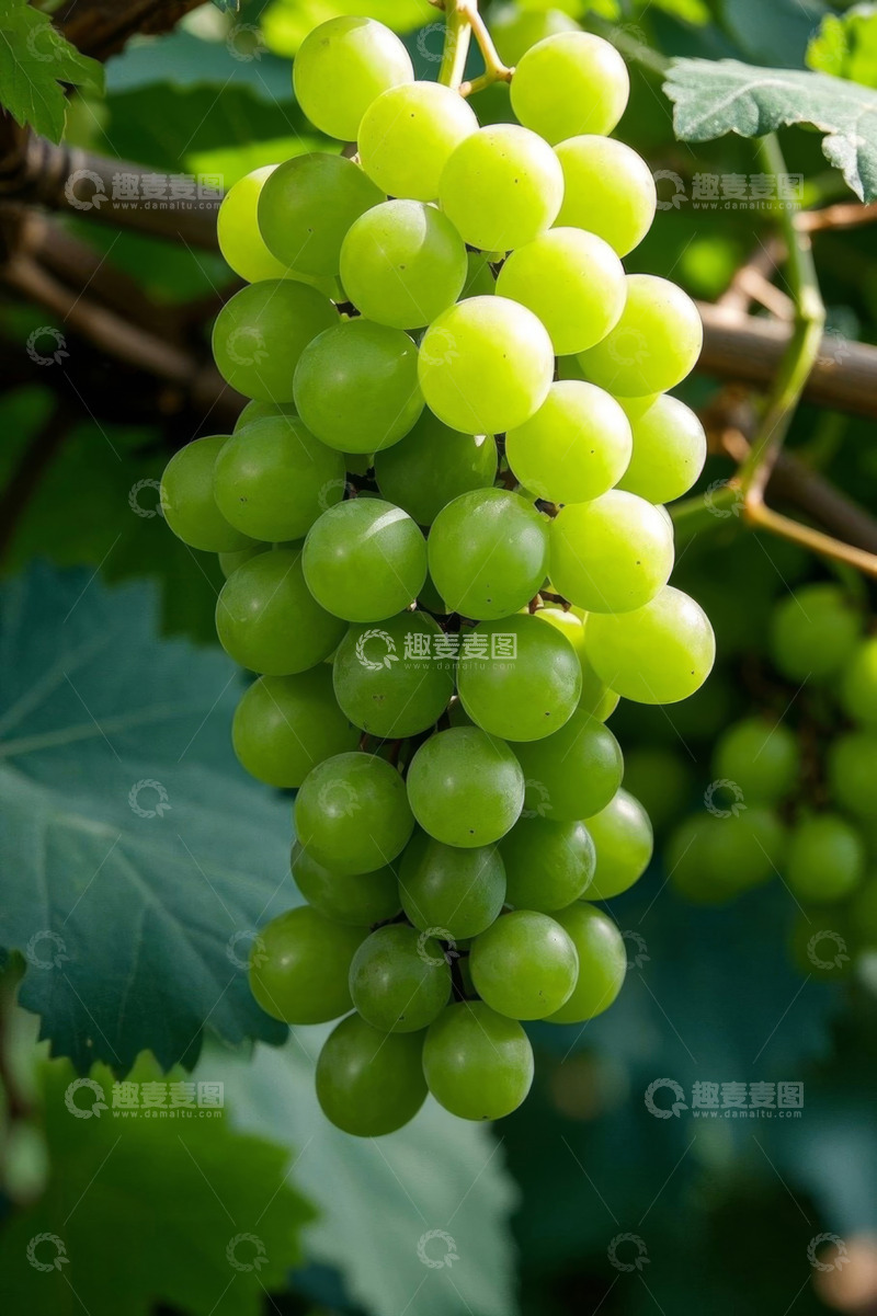 高清大图下载【趣麦麦图】枝头悬挂的绿色葡萄