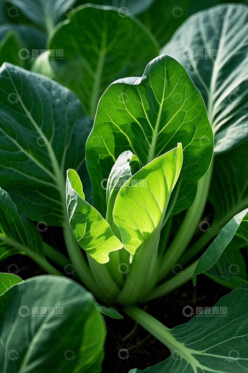 高清大图下载【趣麦麦图】绿叶蔬菜特写
