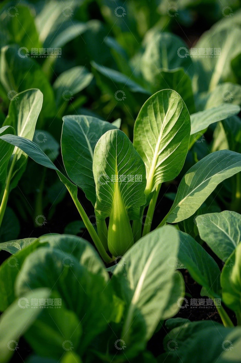 高清大图下载【趣麦麦图】生长中的绿色蔬菜特写