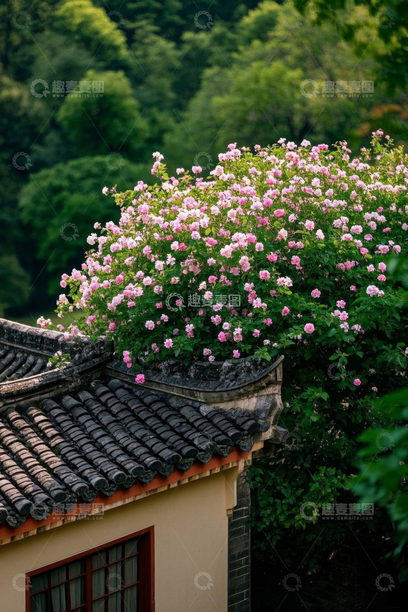 高清大图下载【趣麦麦图】中式屋顶蔷薇花绽放景观