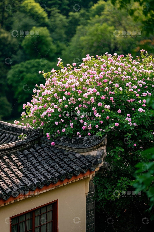 中式屋顶蔷薇花绽放景观