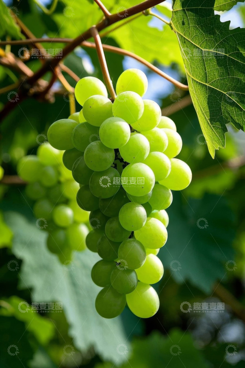 高清大图下载【趣麦麦图】枝头绿色葡萄特写