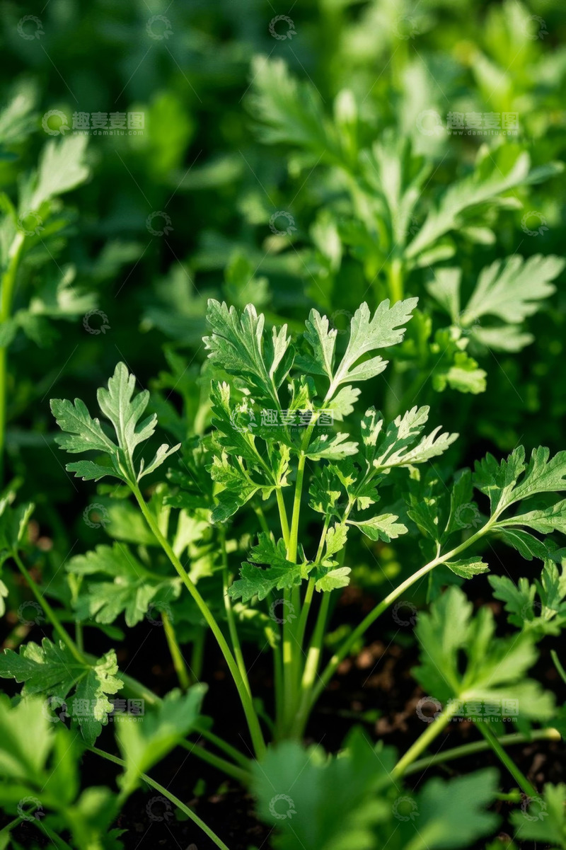高清大图下载【趣麦麦图】生长中的新鲜绿色蔬菜