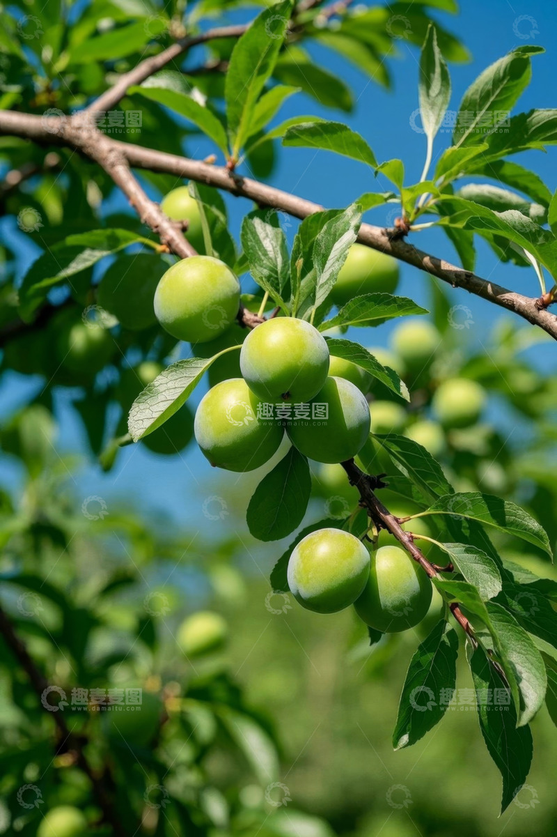 高清大图下载【趣麦麦图】枝头青果绿叶景象
