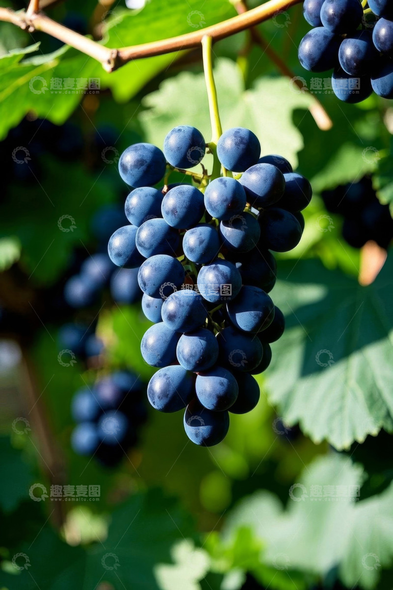 高清大图下载【趣麦麦图】成熟葡萄挂在枝头特写