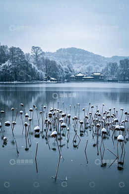 西湖雪景湖面残荷景观