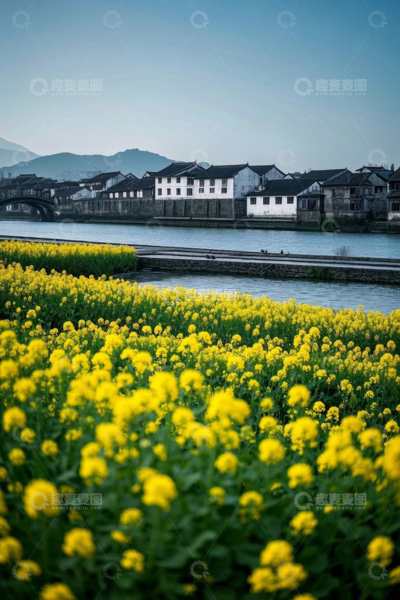 高清大图下载【趣麦麦图】油菜花田旁的水乡民居
