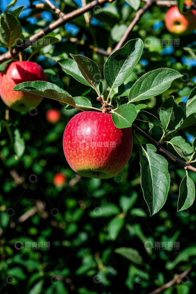 高清大图下载【趣麦麦图】枝头成熟红苹果