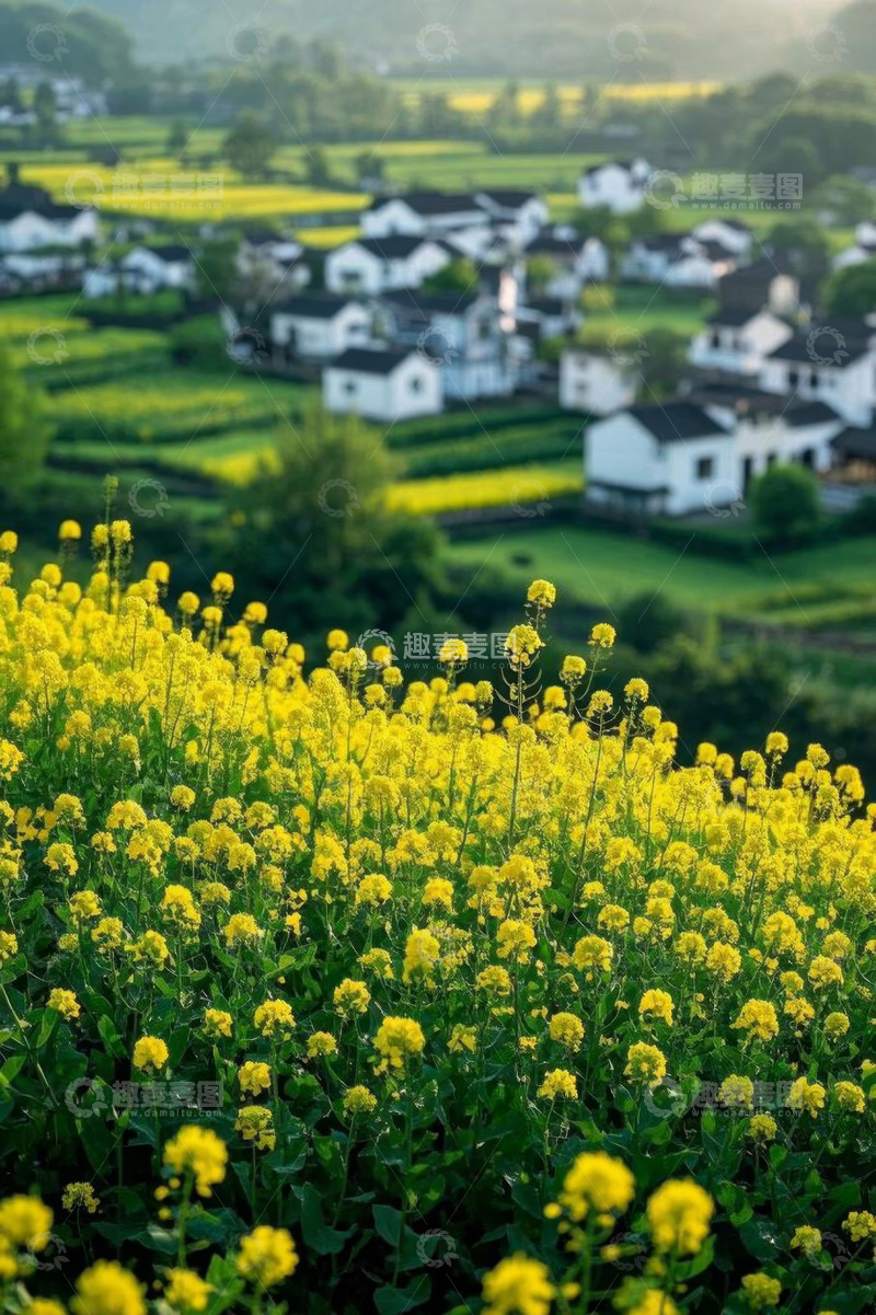 高清大图下载【趣麦麦图】乡村田园油菜花景观