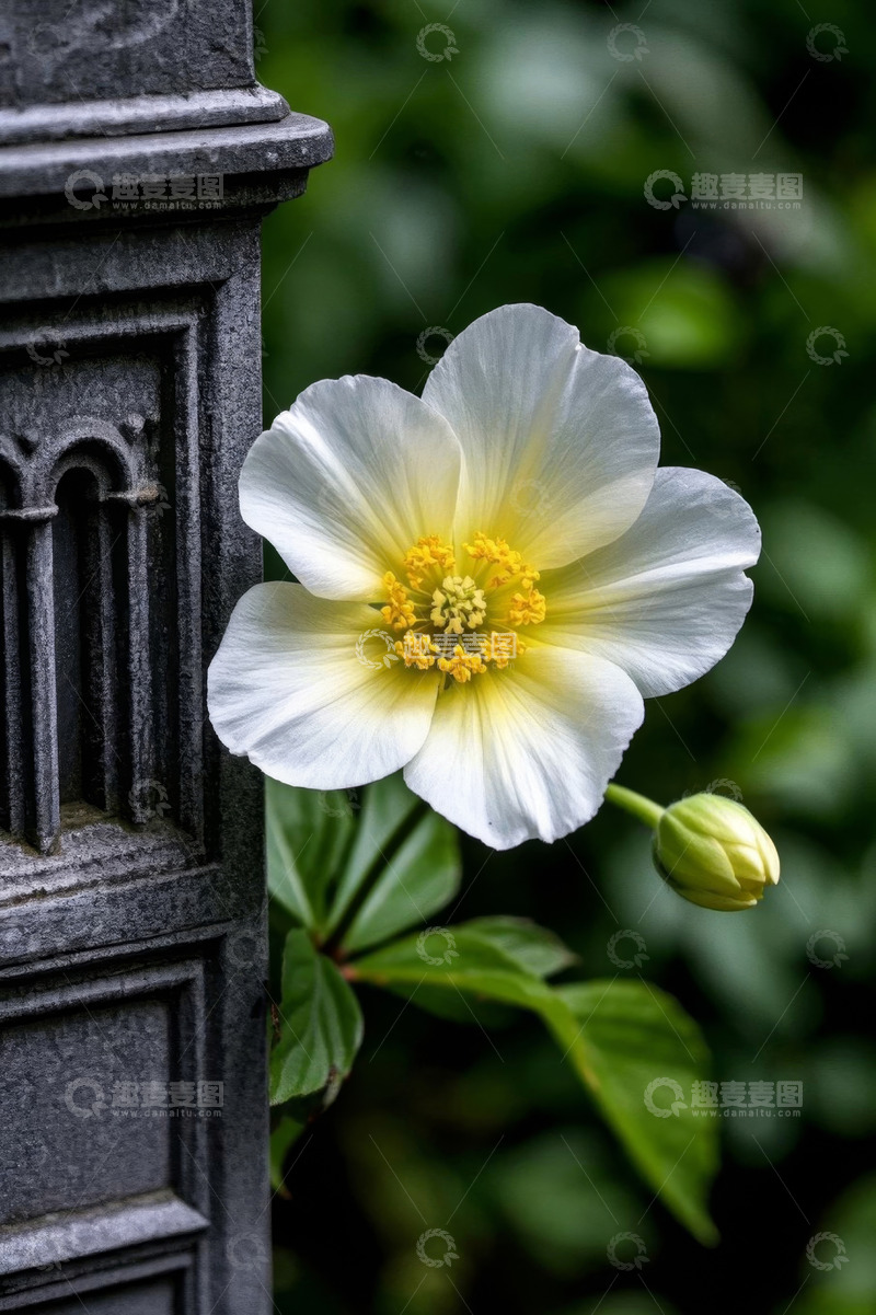 高清大图下载【趣麦麦图】墙边绽放的白色花朵