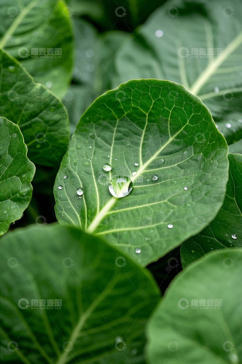 高清大图下载【趣麦麦图】绿叶上的晶莹水珠