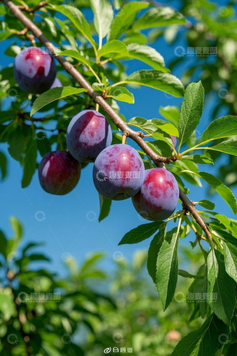高清大图下载【趣麦麦图】枝头成熟李子特写
