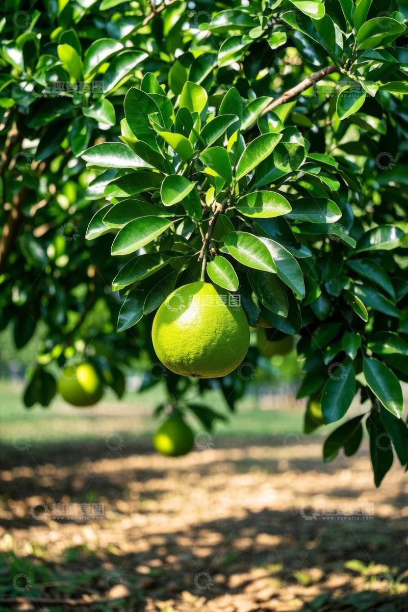 高清大图下载【趣麦麦图】树上挂着的绿色柚子