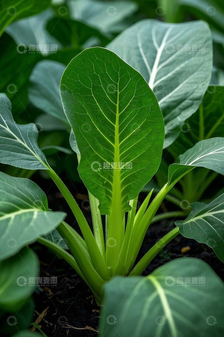 特写绿色蔬菜植株