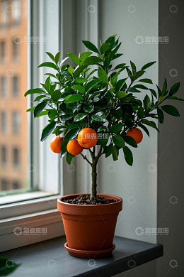 窗边盆栽橘子树