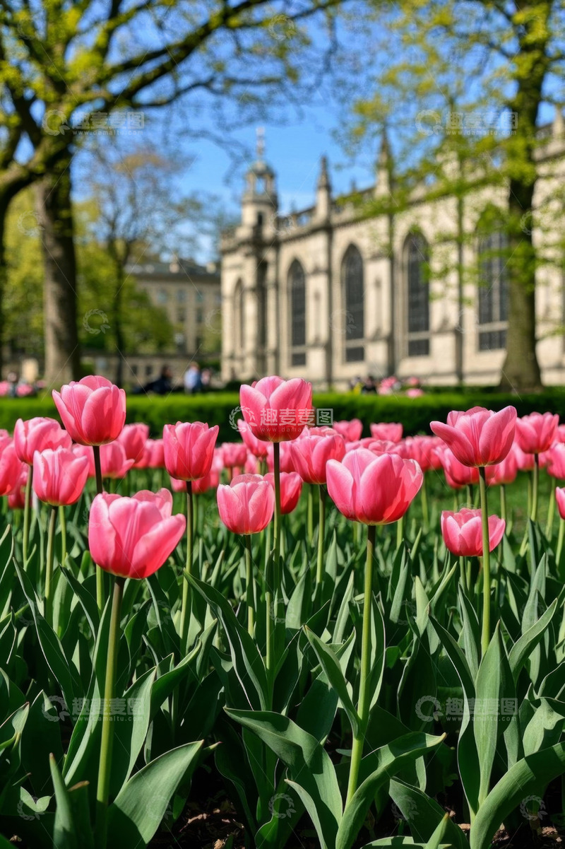 高清大图下载【趣麦麦图】教堂前盛开的粉色郁金香