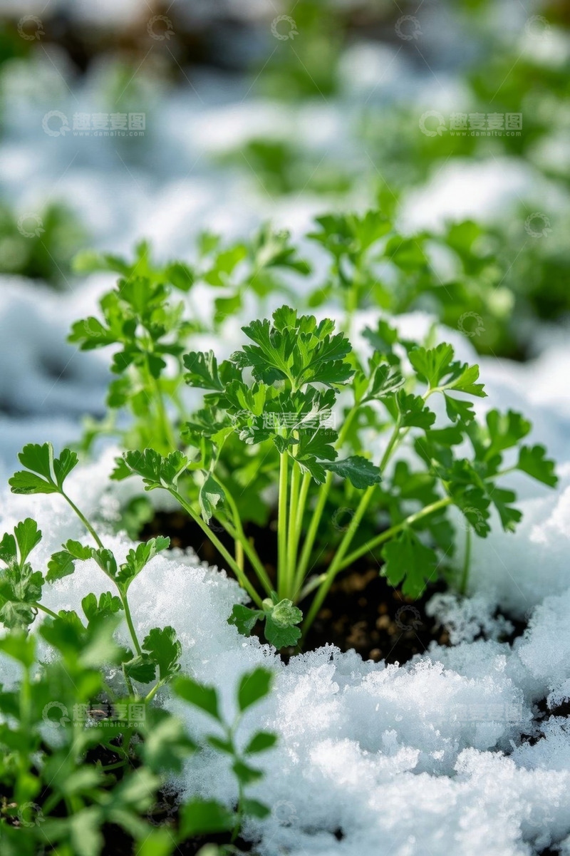 高清大图下载【趣麦麦图】雪覆盖下生长的绿色植物