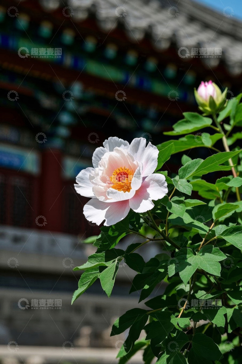 高清大图下载【趣麦麦图】古建筑前盛开的牡丹花