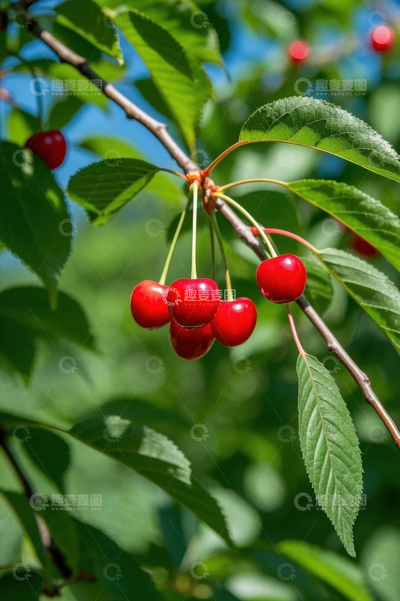 高清大图下载【趣麦麦图】枝头成熟樱桃特写