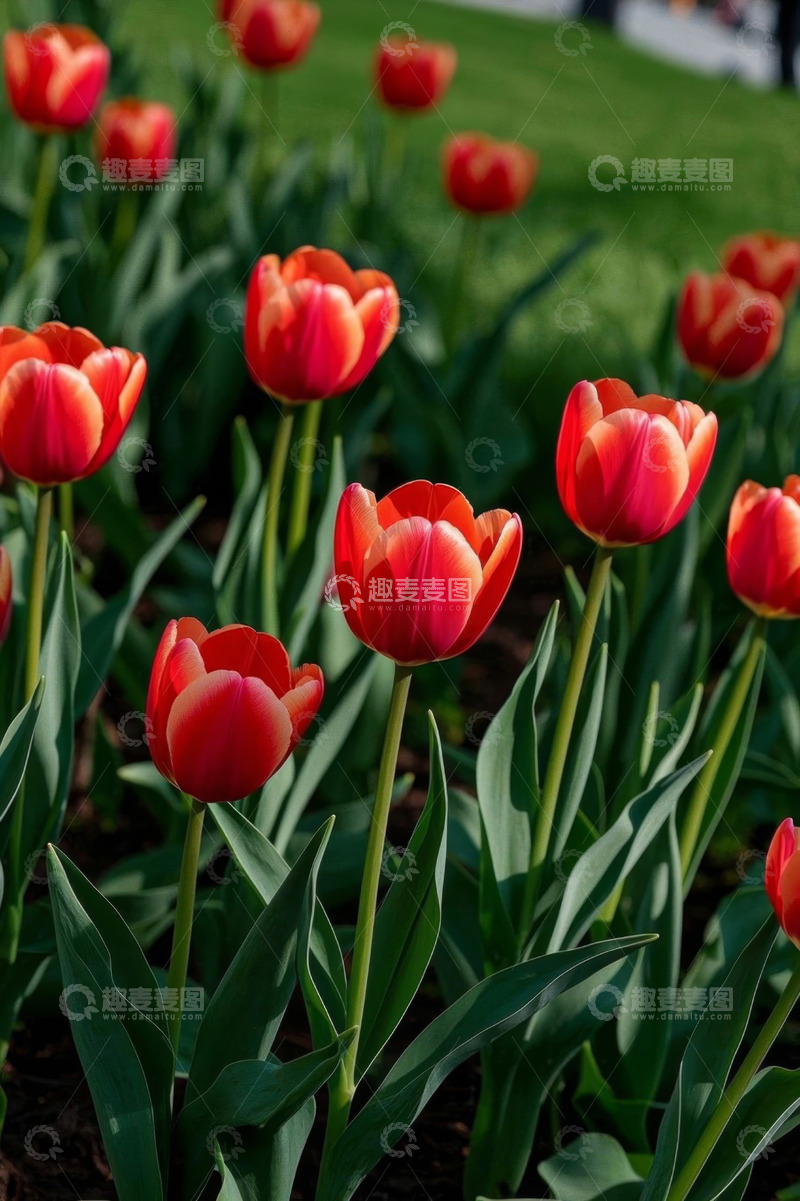 高清大图下载【趣麦麦图】户外红色郁金香自然景观