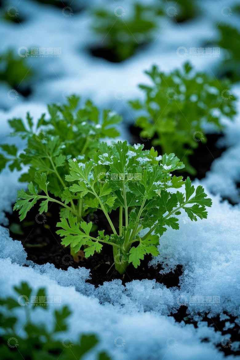 雪覆盖下的绿色植物特写