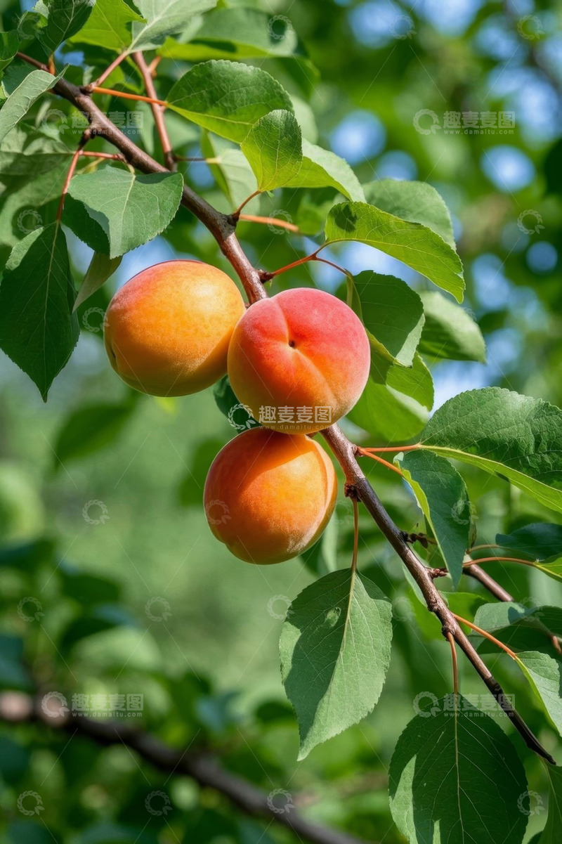 高清大图下载【趣麦麦图】枝头成熟杏子特写