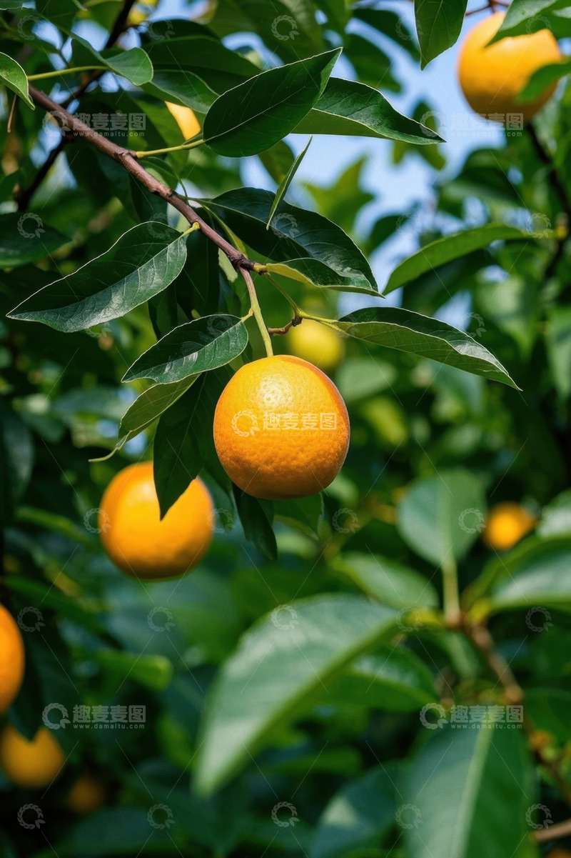 高清大图下载【趣麦麦图】枝头成熟的黄橙与绿叶