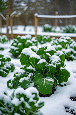 覆雪菜园中的绿色蔬菜