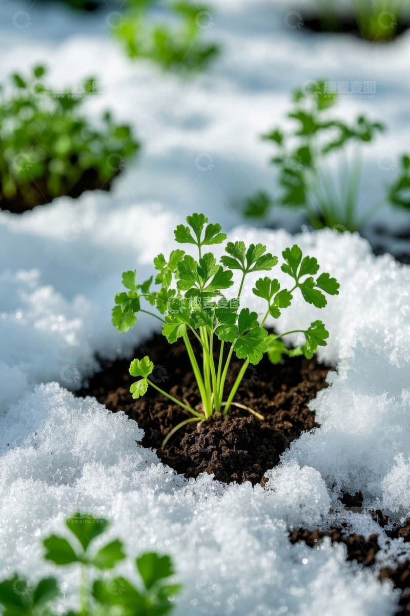 高清大图下载【趣麦麦图】雪覆盖下生长的绿色植物