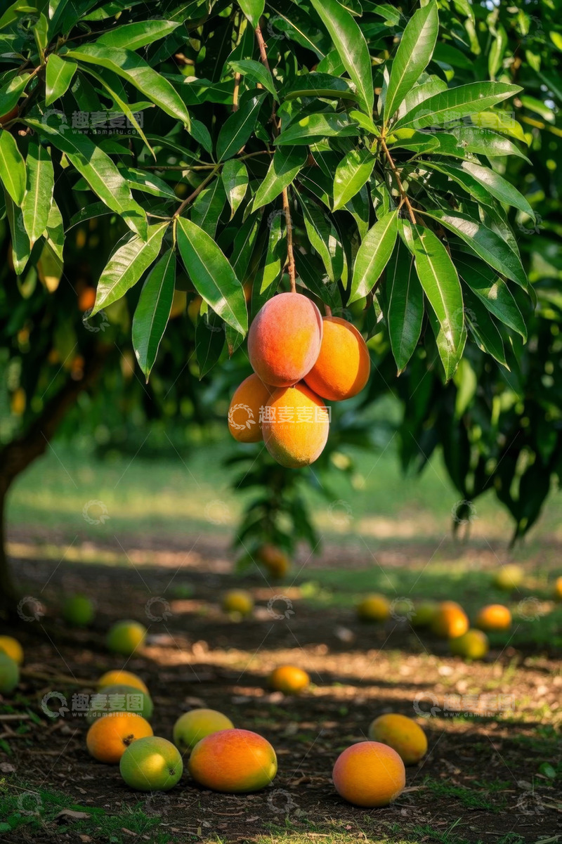高清大图下载【趣麦麦图】树上及地面的成熟芒果景象