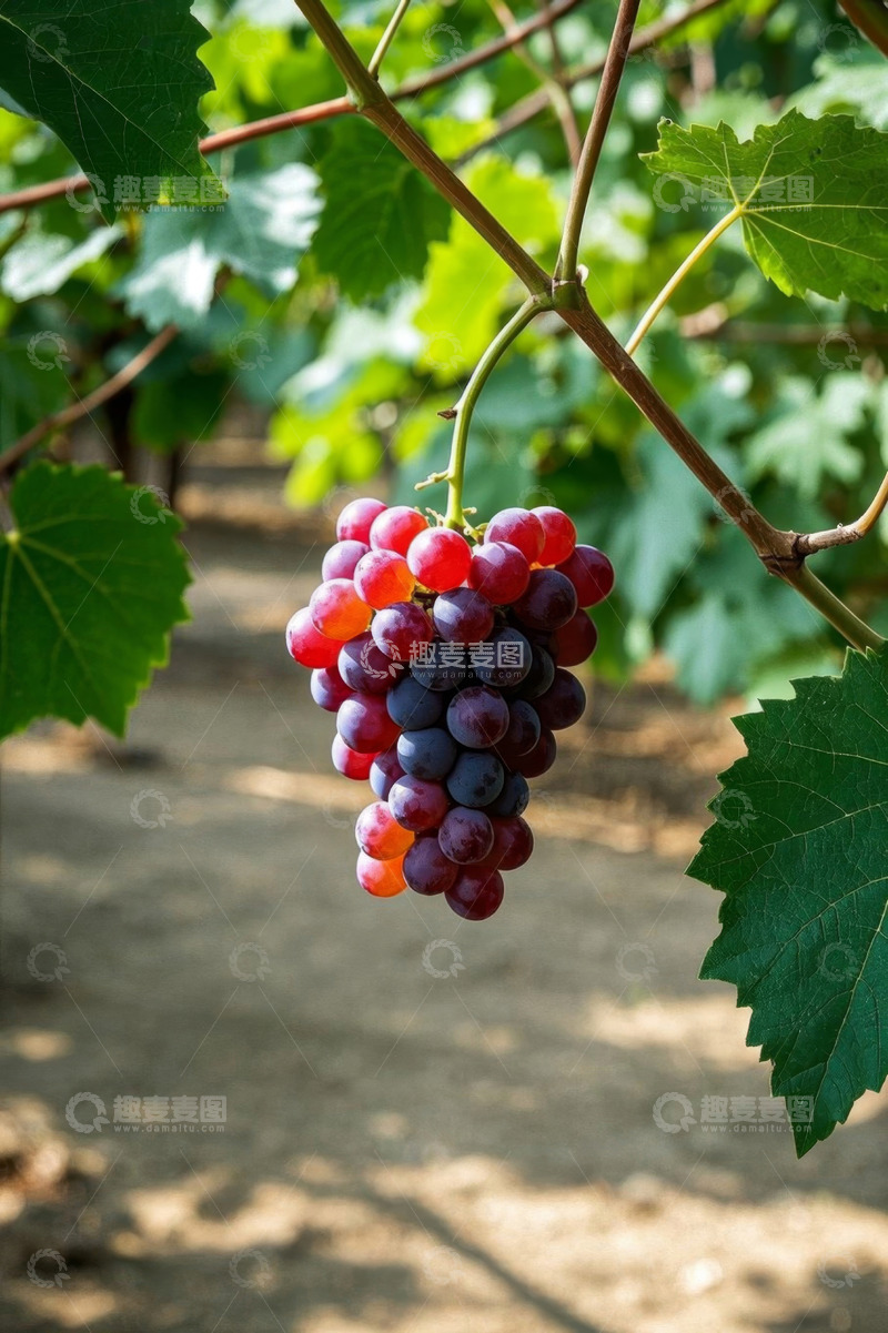高清大图下载【趣麦麦图】葡萄园成熟的葡萄特写