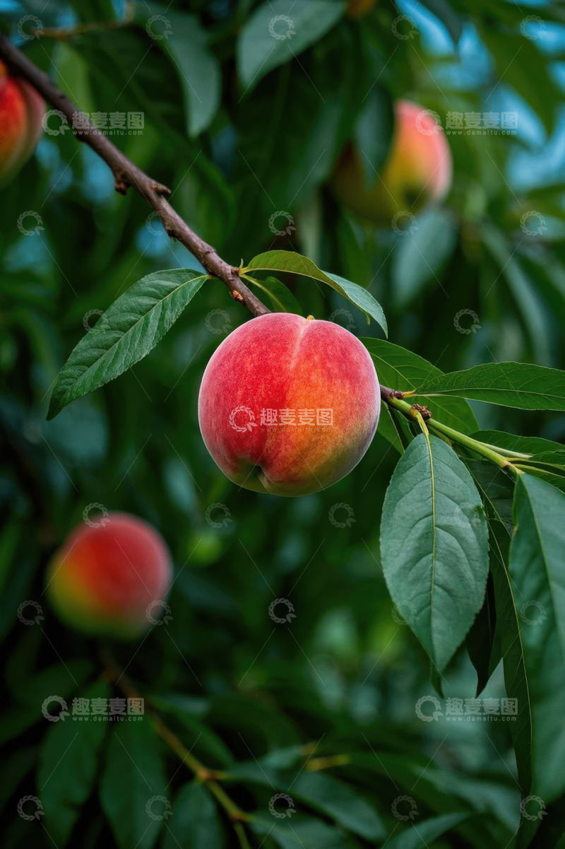 高清大图下载【趣麦麦图】枝头成熟饱满的桃子