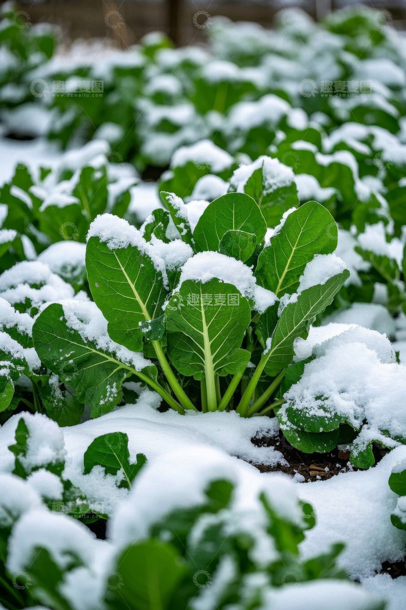 高清大图下载【趣麦麦图】积雪覆盖的绿色蔬菜