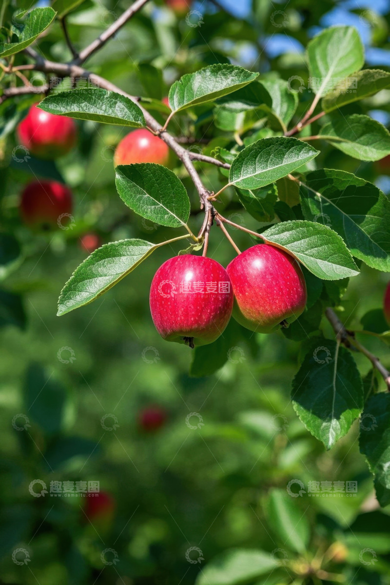 高清大图下载【趣麦麦图】枝头红苹果与绿叶特写