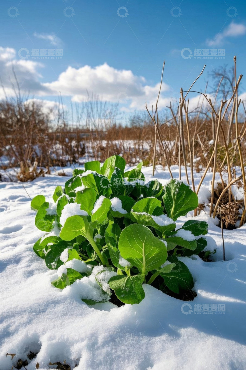 高清大图下载【趣麦麦图】雪地里生长的绿色蔬菜