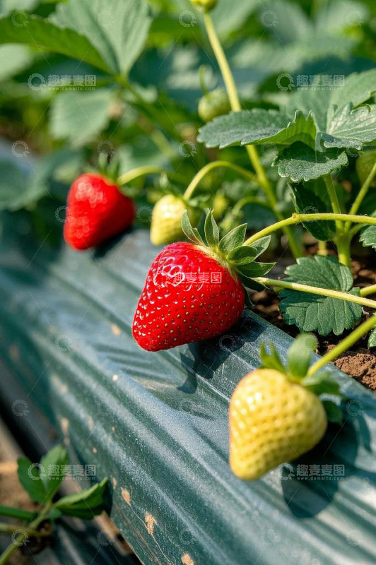 田间生长的新鲜草莓