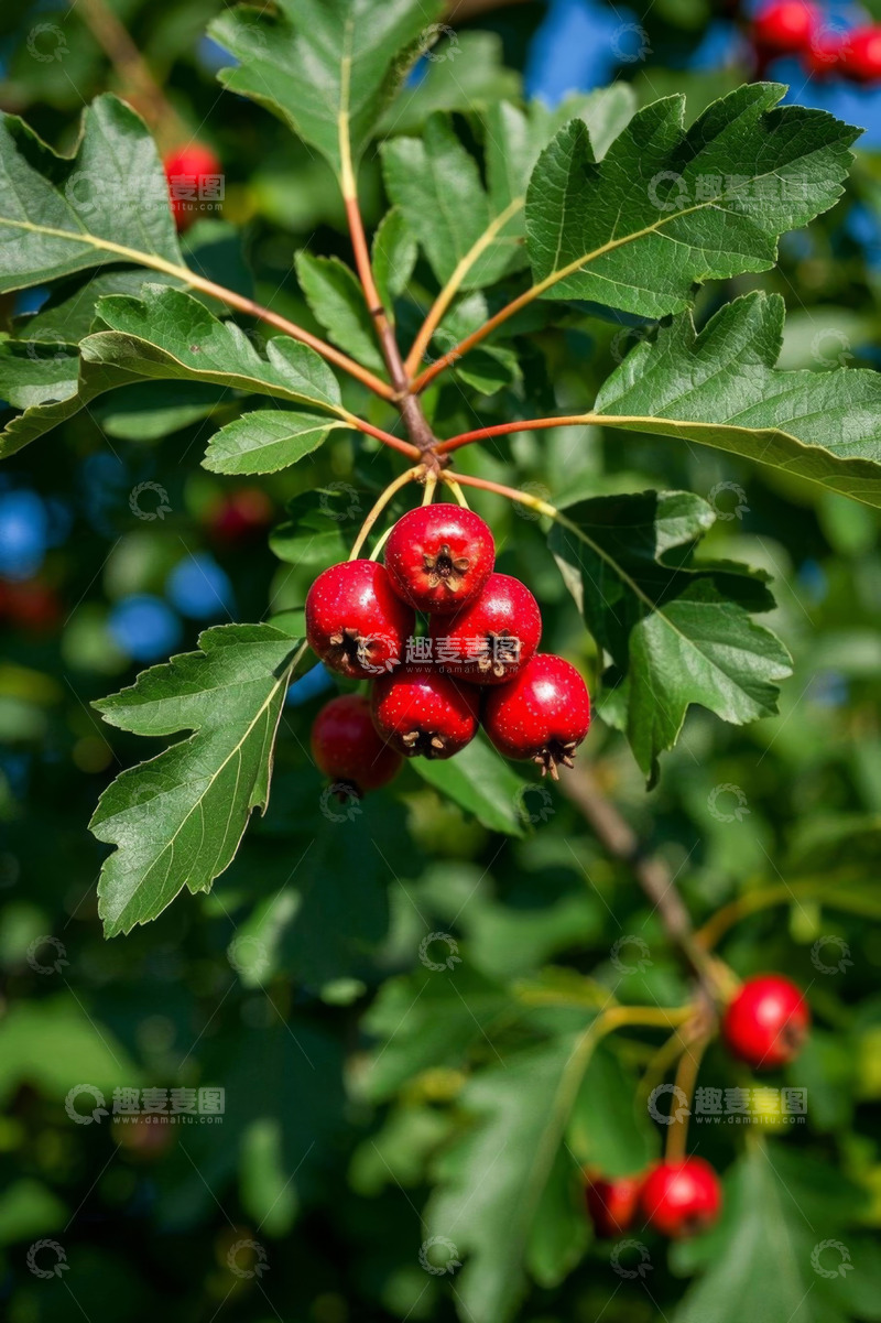 高清大图下载【趣麦麦图】枝头红色浆果与绿叶特写